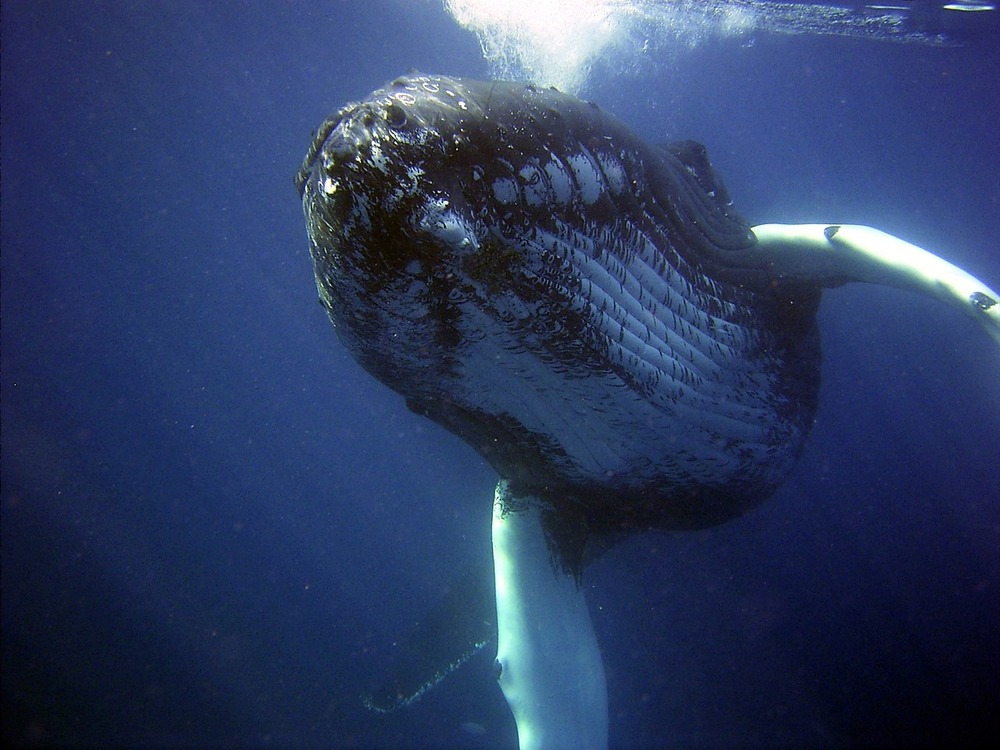 【夢占い】クジラの夢は吉夢？宝くじが当たる？白い/ジャンプなど状況別意味| Callat media[カラットメディア]