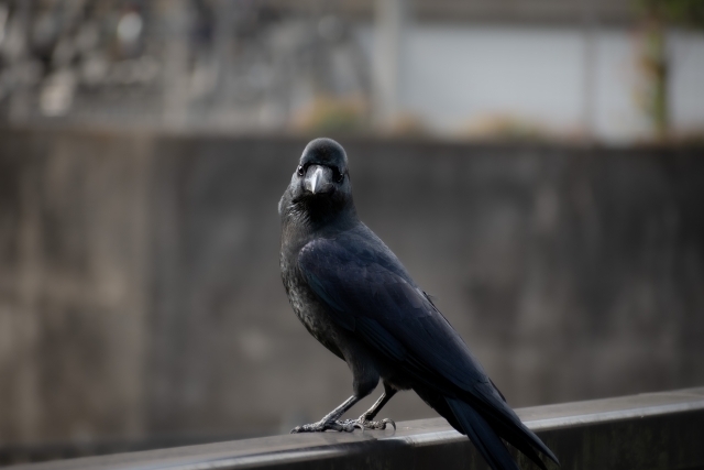 夢占い】カラスの夢は不吉？家に入ってくる/大群/噛まれるなど 